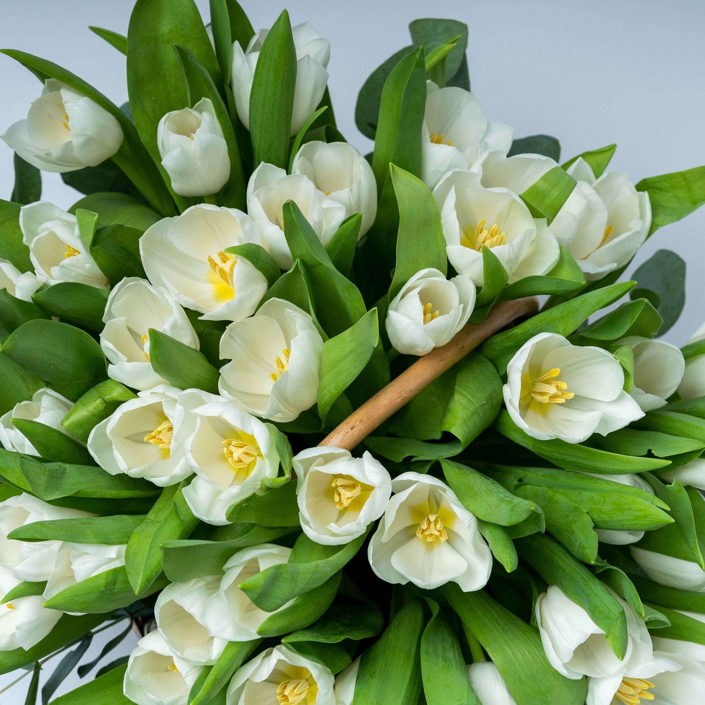 Purity Tulip